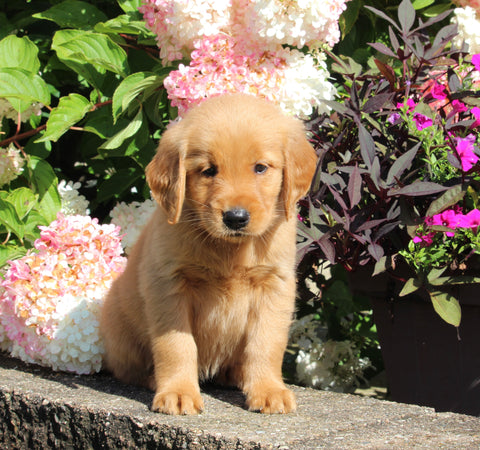 AKC Registered Golden Retriever For Sale Holmesville OH Female-Mariah
