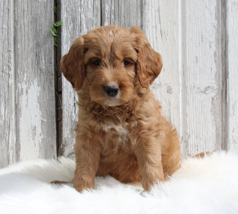 Goldendoodle For Sale Millersburg OH Male-Max
