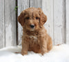 Goldendoodle For Sale Millersburg OH Male-Max