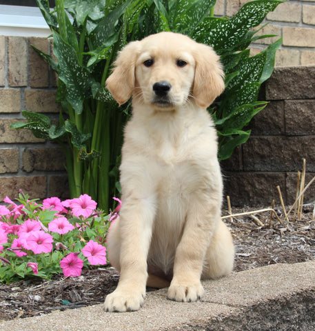 AKC Golden Retriever For Sale Millersburg OH Female-Olivia