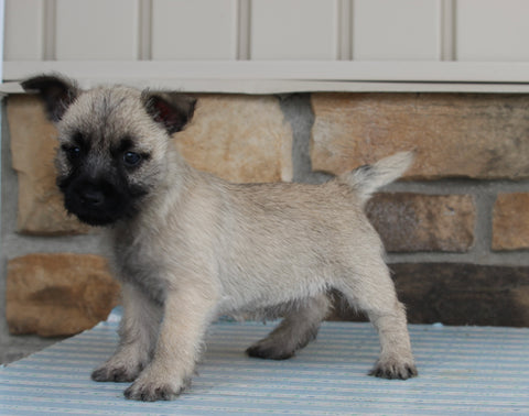 AKC Registered Cairn Terrier For Sale Millersburg OH Female-Gracie