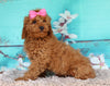 Cockapoo For Sale Sugarcreek OH Female-Tulip
