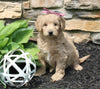 Mini Goldendoodle For Sale Sugarcreek OH Female-June