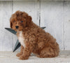 Cavapoo For Sale Millersburg OH Male-Tanner