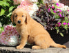 AKC Registered Golden Retriever For Sale Holmesville OH Female-Mariah