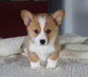ACA Registered Pembroke Welsh Corgi For Sale Millersburg OH Female-Gloria