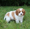 AKC Registered Cavalier KCS For Sale Millersburg OH Male-Buddy
