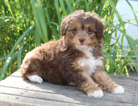 Mini Aussiedoodle For Sale Sugarcreek OH Female-Tinkle