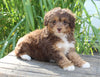 Mini Aussiedoodle For Sale Sugarcreek OH Female-Tinkle