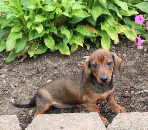 ACA Registered Dachshund For Sale Fredericksburg OH Female-Monty