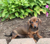 ACA Registered Dachshund For Sale Fredericksburg OH Female-Monty