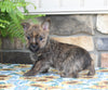 AKC Cairn Terrier For Sale Millersburg OH Female-Megan