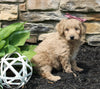 Mini Goldendoodle For Sale Sugarcreek OH Female-June