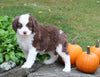 Mini Aussiedoodle For Sale Sugarcreek OH Female-Bella