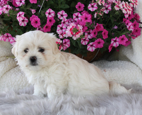 Malshi For Sale Applecreek OH Male-Cash