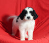 Mini Bernedoodle For Sale Sugarcreek OH Female-Sugar