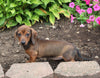 ACA Registered Dachshund For Sale Fredericksburg OH Female-Monty