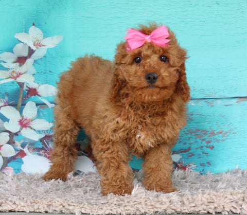 Cockapoo For Sale Sugarcreek OH Female-Tulip