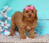 Cockapoo For Sale Sugarcreek OH Female-Tulip