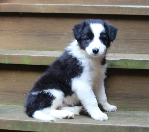 ABCA Registered Border Collie For Sale Warsaw OH Female-Willow