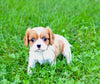 ACA Cavalier KCS For Sale Wooster OH Female-Jenny
