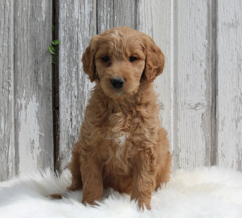 Goldendoodle For Sale Millersburg OH Female-Bella