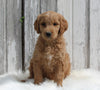 Goldendoodle For Sale Millersburg OH Female-Bella