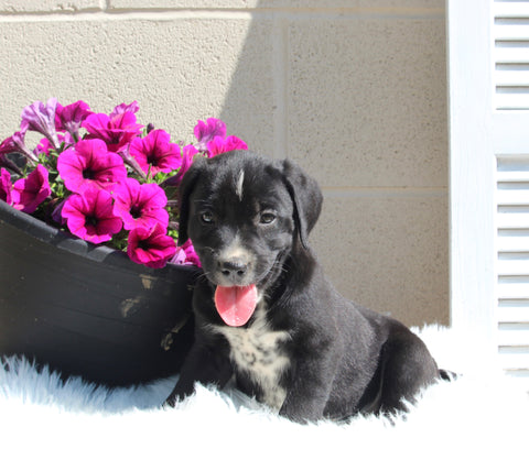 Dalmatian/English Cream Mix For Sale Holmesville OH Male-Jordan