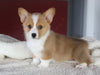 ACA Registered Pembroke Welsh Corgi For Sale Millersburg OH Female-Gloria