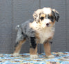 Mini Bernedoodle For Sale Millersburg OH Male-Trevor
