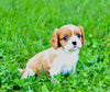 ACA Cavalier KCS For Sale Wooster OH Female-Jenny