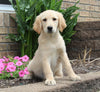 AKC Golden Retriever For Sale Millersburg OH Female-Sasha