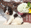 AKC Standard Poodle For Sale Sugarcreek OH Female-Maddie