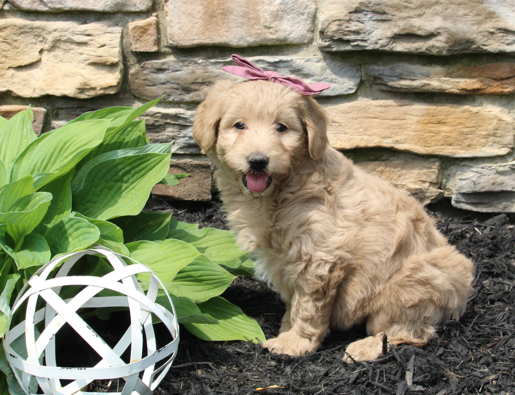 Mini Goldendoodle For Sale Sugarcreek OH FemaleJune AC Puppies LLC