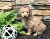 Mini Goldendoodle For Sale Sugarcreek OH Female-June