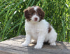 Mini Aussiedoodle For Sale Sugarcreek OH Female-Daisy