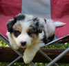 ABCA Registered Border Collie For Sale Warsaw OH Male-Zues