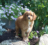 Cavapoo For Sale Millersburg OH Male-Bingo