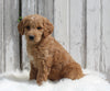Goldendoodle For Sale Millersburg OH Female-Bella