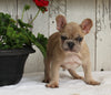 AKC Registered French Bulldog For Sale Millersburg OH Male-Apollo