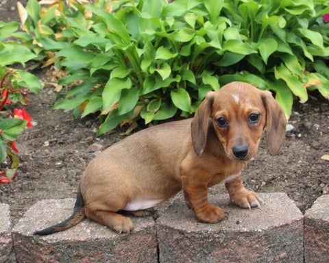 ACA Registered Dachshund For Sale Fredericksburg OH Male-Freddy