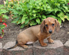 ACA Registered Dachshund For Sale Fredericksburg OH Male-Freddy
