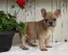 AKC Registered French Bulldog For Sale Millersburg OH Male-Apollo