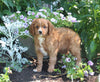Cavapoo For Sale Millersburg OH Male-Bingo