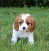 AKC Registered Cavalier KCS For Sale Millersburg OH Male-Buddy