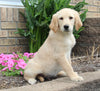 AKC Golden Retriever For Sale Millersburg OH Female-Sasha