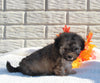 Maltipoo For Sale Holmesville OH Male-Max