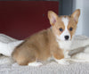 ACA Registered Pembroke Welsh Corgi For Sale Millersburg OH Female-Gloria