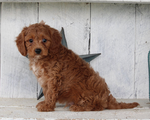 Cavapoo For Sale Millersburg OH Male-Teddie