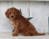Cavapoo For Sale Millersburg OH Male-Teddie
